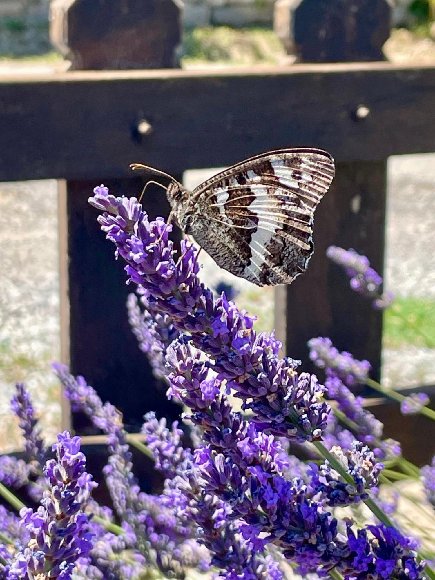 Gîte l’Inattendu Vachères Esterno foto